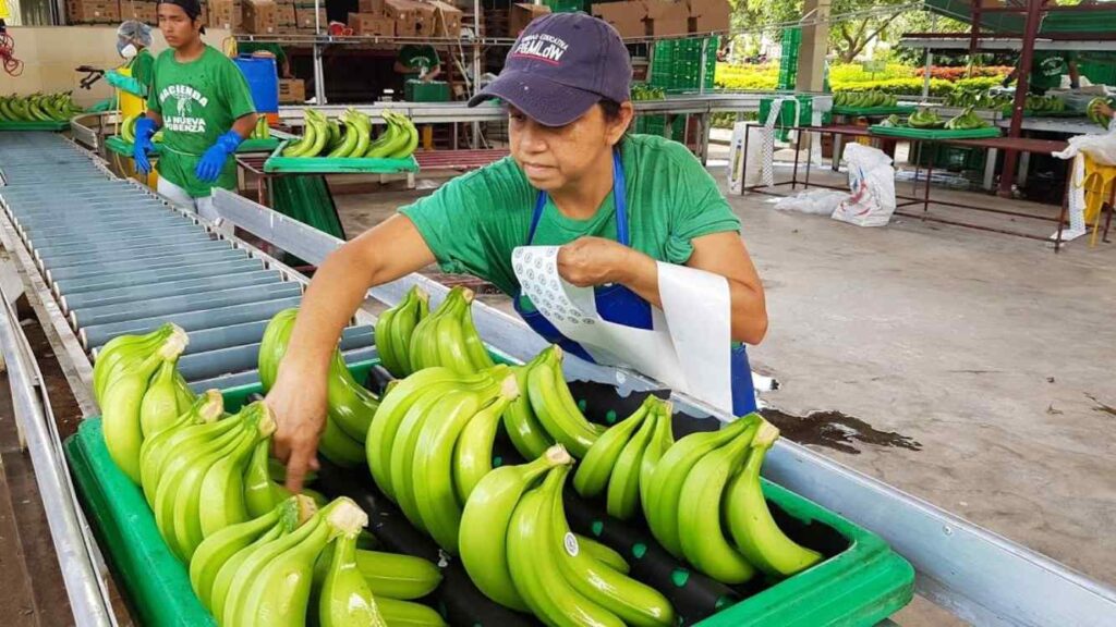A Picture of Bananas