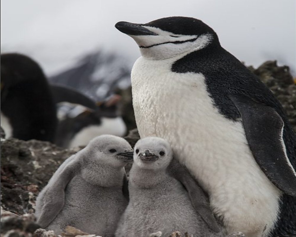 A Picture of Penguins