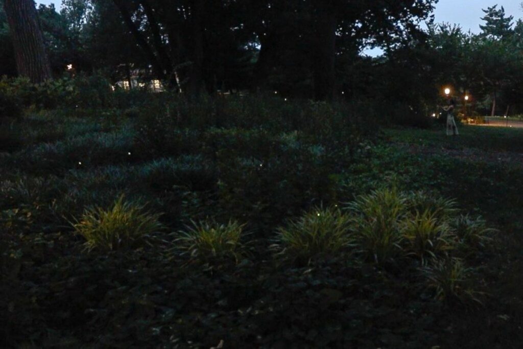 A Picture of Fireflies
