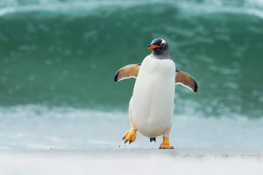 A Picture of a Penguin