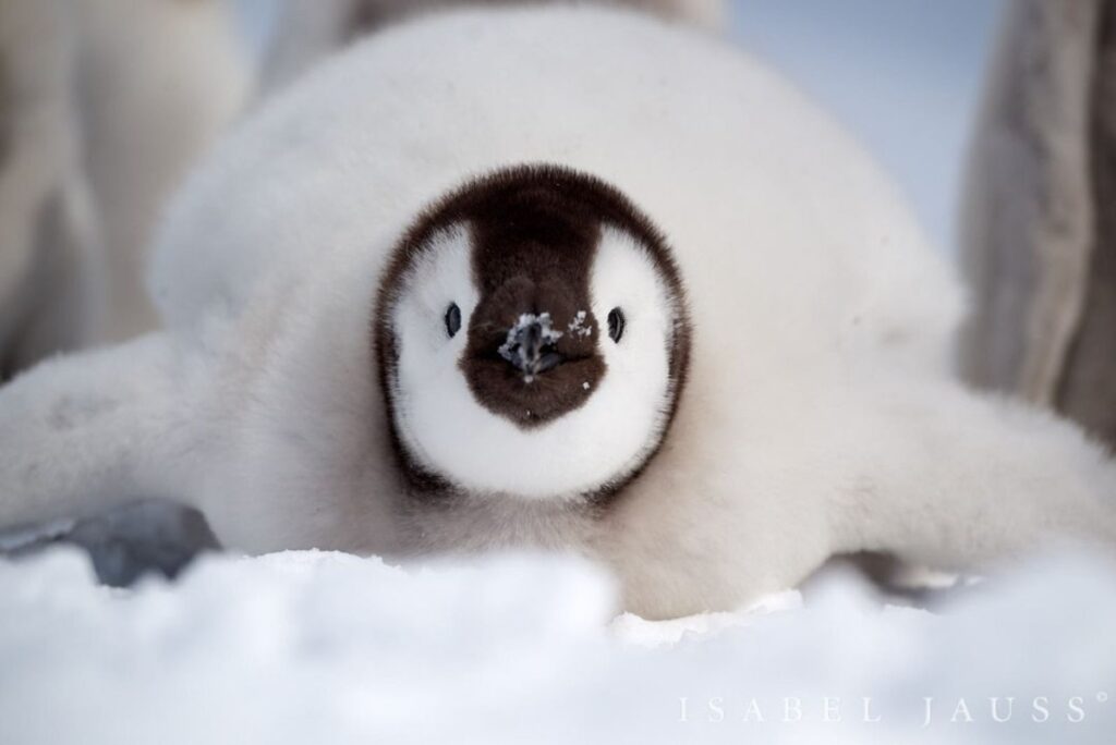 A Picture of a Penguin