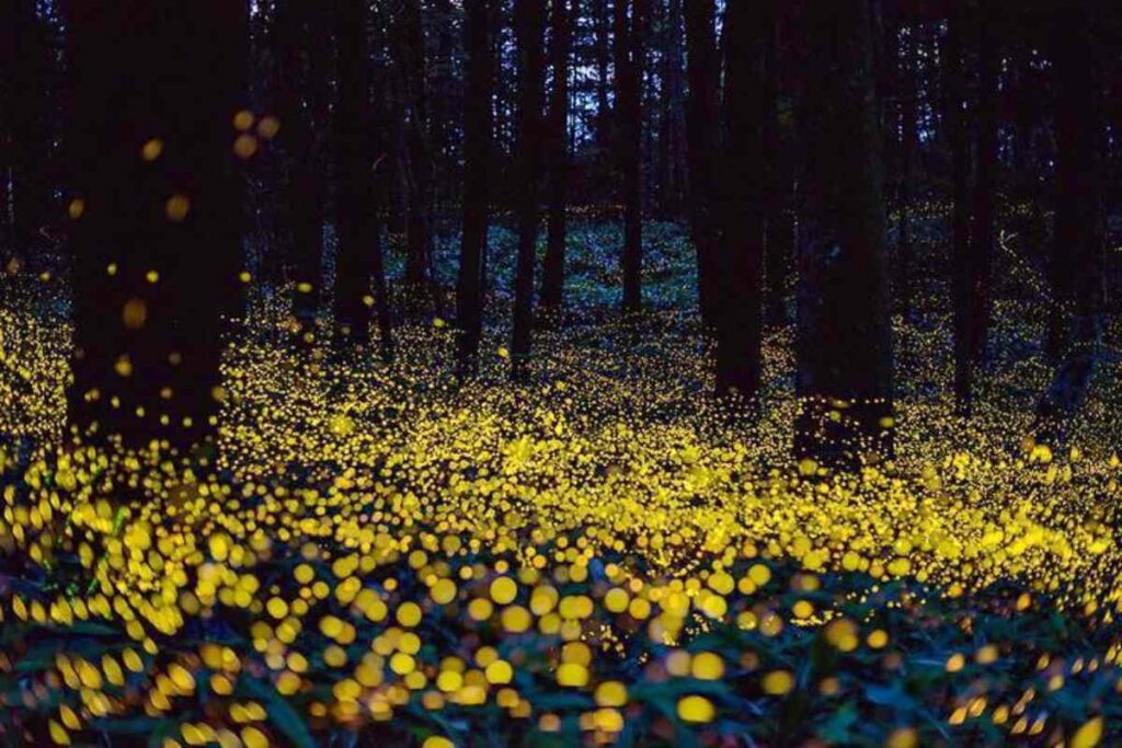 A Picture of Fireflies