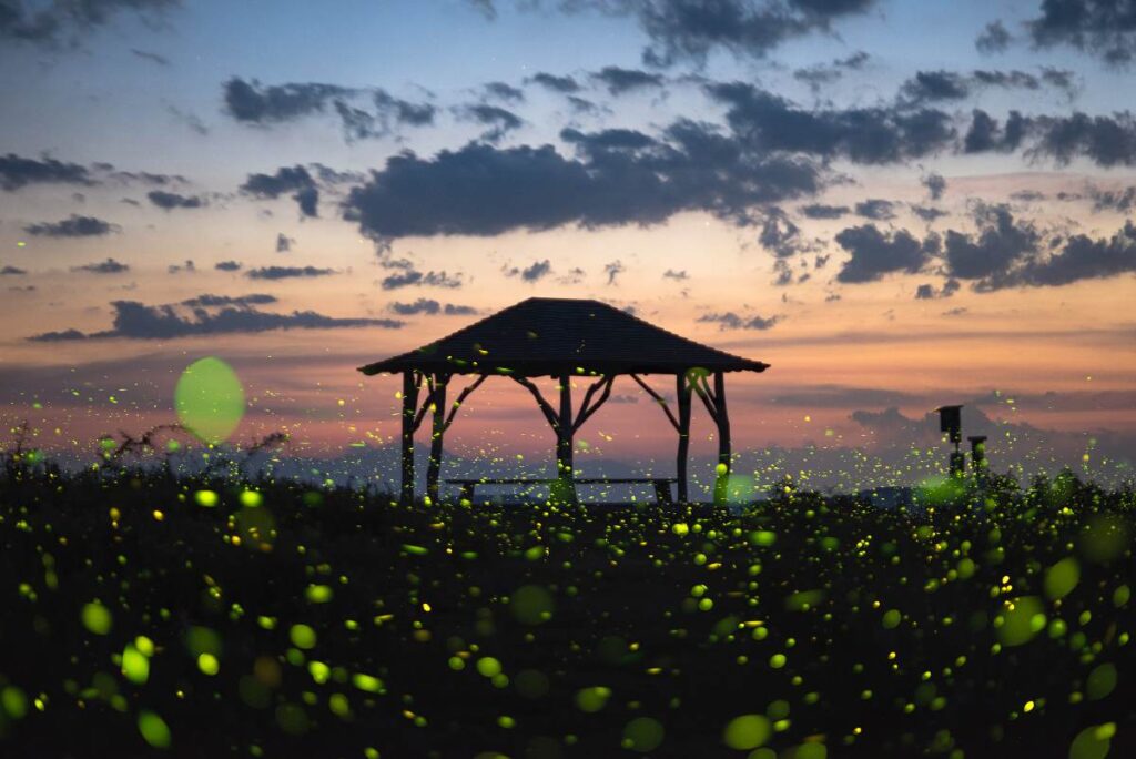 A Picture of Fireflies