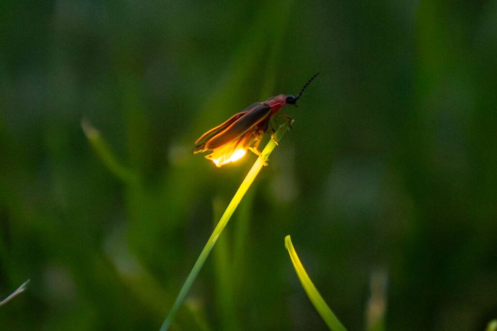A Picture of One of the Species of Fireflies