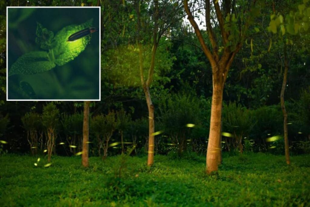 A Picture of Fireflies