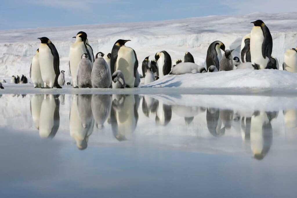 A Picture of Penguins
