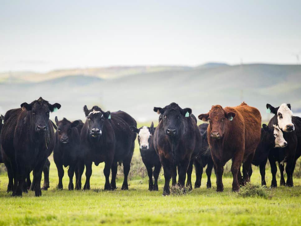 The Iowa Cow War of 1931